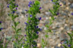 IMGP1201 2000x1328 (1).JPG